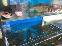 -白洋淀灶台鱼(名佳花园店)