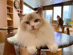 -瞄一喵猫咖(格力海岸店)