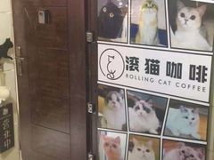 -滚猫咖啡·猫咖·猫友好撸猫(未来城店)