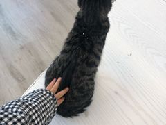 -浣熊柯尔鸭土拨鼠·电玩咖