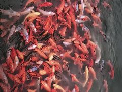 -春晖园度假酒店温泉