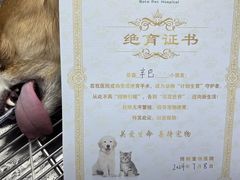 -博特宠物医院24h犬猫全科.骨科·异宠