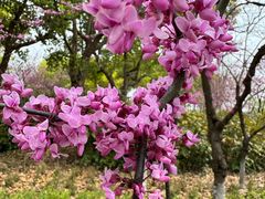 -阳澄湖半岛旅游度假区
