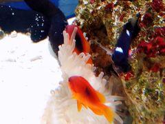 -太平洋海底世界