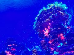 -海合安天津极地海洋公园