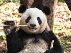 -广州长隆野生动物世界