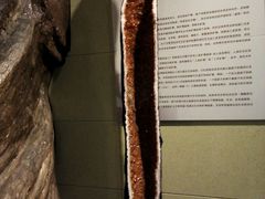 android_upload_pic-中华赏石园