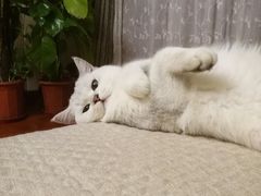 -美联众合动物医院·24h京西诊疗中心