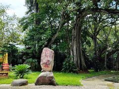 -瑞丽独树成林风景区