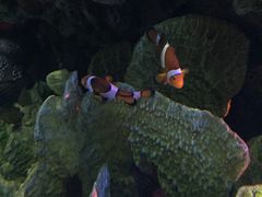 -暹罗海洋世界