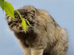 -青藏高原野生动物园