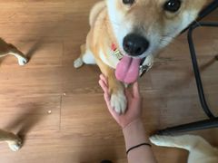 -柴犬高等学院·狗咖·柴犬售卖·宠物训练