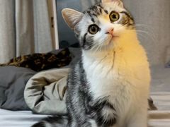 -lincat·猫舍(广州店)