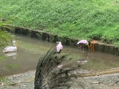 -吉隆坡雀鸟公园