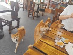 -柴源莊·柴小宠柴犬咖啡