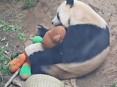 -大连森林动物园