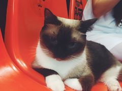 -猫咪博物馆(顶澳仔猫街店)