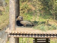 -中国大熊猫保护研究中心雅安碧峰峡基地