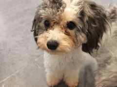 -有喵·猫咖·狗咖·40+猫狗有小奶狗(岗厦店)