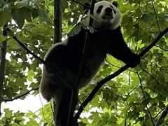 -都江堰中华大熊猫苑