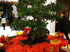 -太湖饭店玉兰厅(自助餐厅)