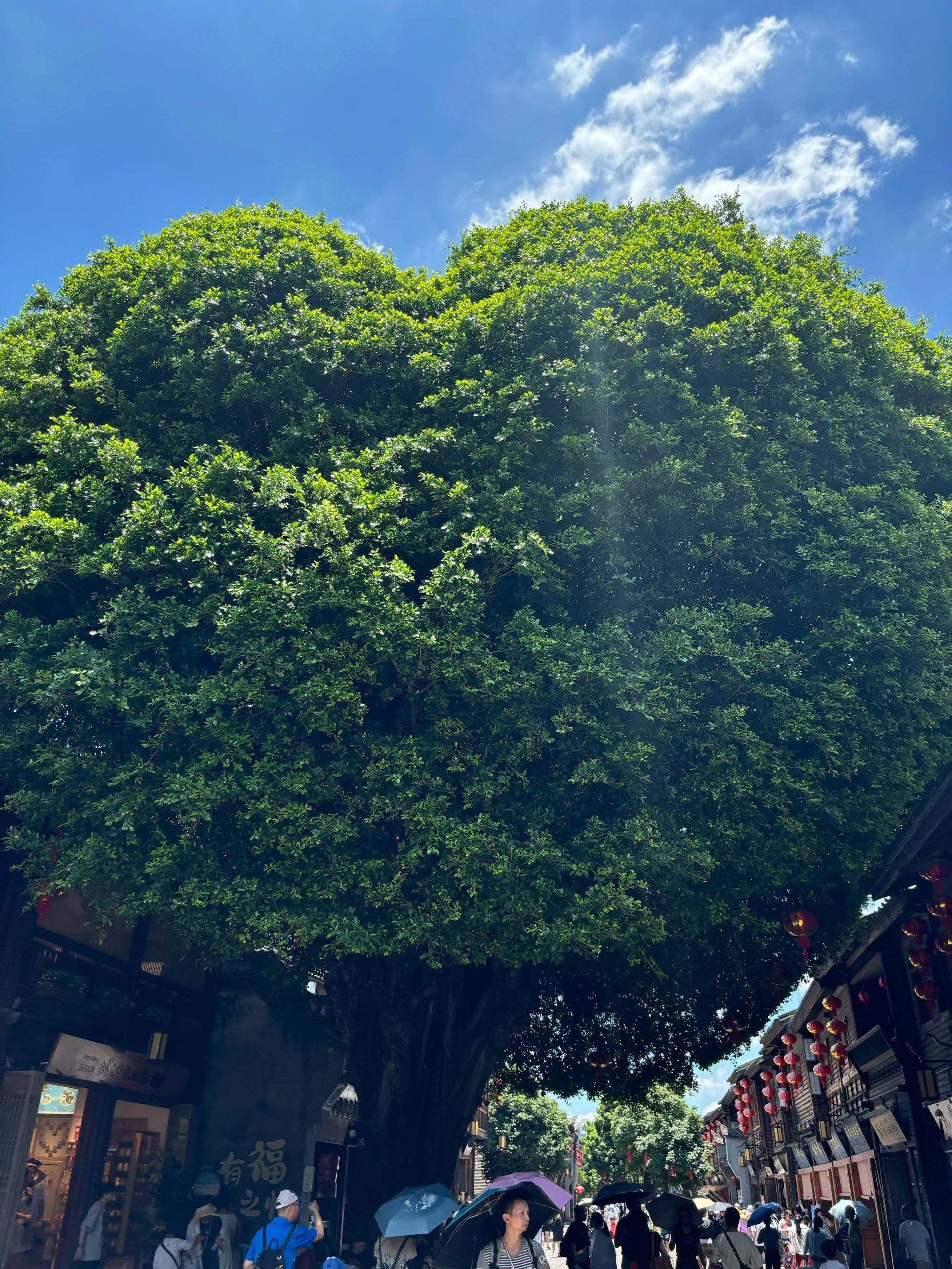 树也会比心[爱心]