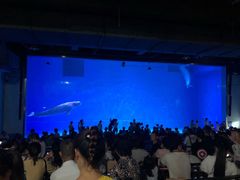 -芜湖新华联大白鲸海洋公园
