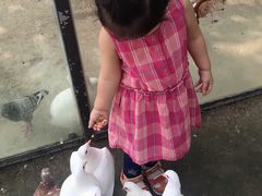 -合肥滨湖国家森林公园