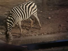 -清迈夜间动物园