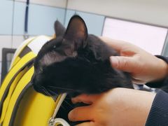 -中农国际动物医院24小时·猫科·骨科·急重症中心