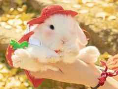 -袁大头包子(光华路店)