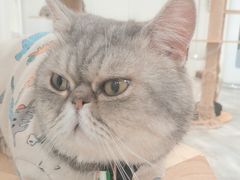-楼上猫咖(罗湖店)