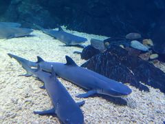 -烟台海昌鲸鲨海洋公园