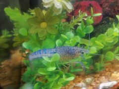 -青石桥花鸟鱼虫市场(叠翠城店)