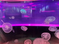 -苏州海洋馆