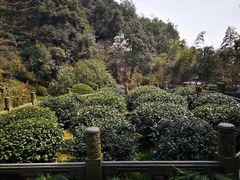 -十八棵（老龙井）御茶园(老龙井店)