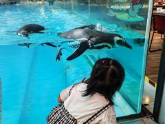 -帝企鹅自助餐厅•儿童岛•真企鹅(长隆企鹅酒店)