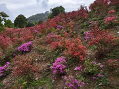 -瑞安圣井山景区