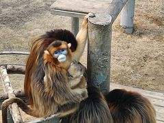 -西霞口神雕山野生动物世界
