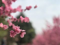 -秀丽东方