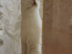 -瑞鹏宠物医院·骨科·猫科·内科(第一中心)