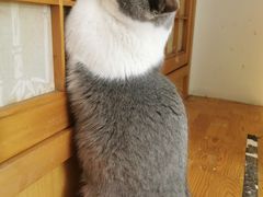 -猫在这儿猫咪咖啡馆·撸猫馆