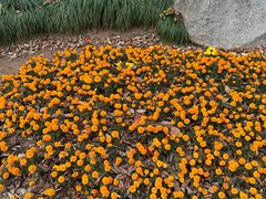 -径山花海