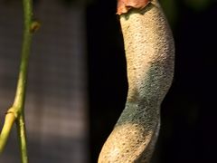 -串小白烧烤(金沙洲店)