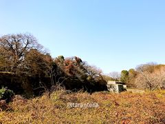 -名古屋城