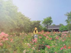 -鹅湖玫瑰文化园