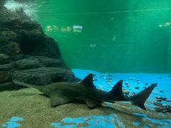 -上海海洋水族馆