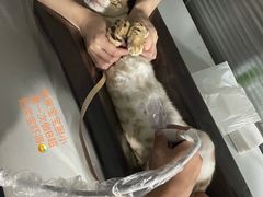 -伟伟宠物医院·CT影像中心·瑞派犬猫综合性门诊(汉口总院)