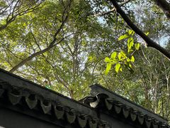 -秋霞圃