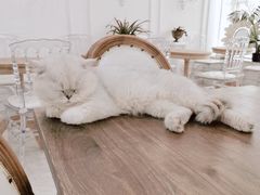 -共舞时光猫咖·狗咖(新街口店)